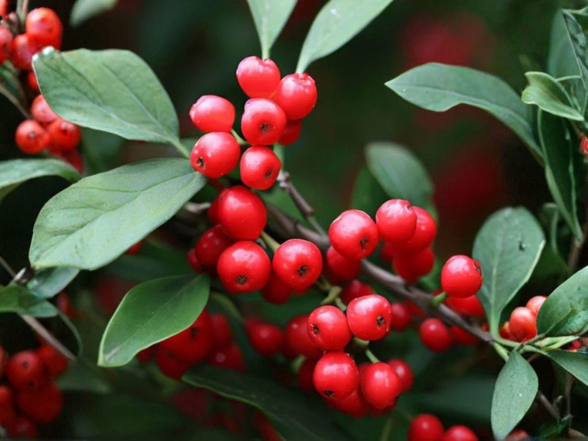 Mountain Holly Seeds – 10 Ilex Montana Native Shrub Tree Seeds