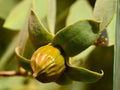 Jojoba Seeds – 10 Simmondsia Chinensis Desert Shrub Seeds for Planting