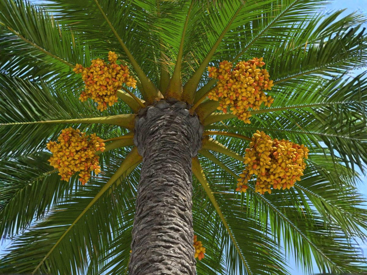 Canary Island Date Palm Seeds – Phoenix Canariensis Tropical Tree (10 Seeds)