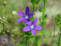 1000 Triodanis perfoliata Seeds - Venus' Looking Glass Native Blue Wildflower Bulk