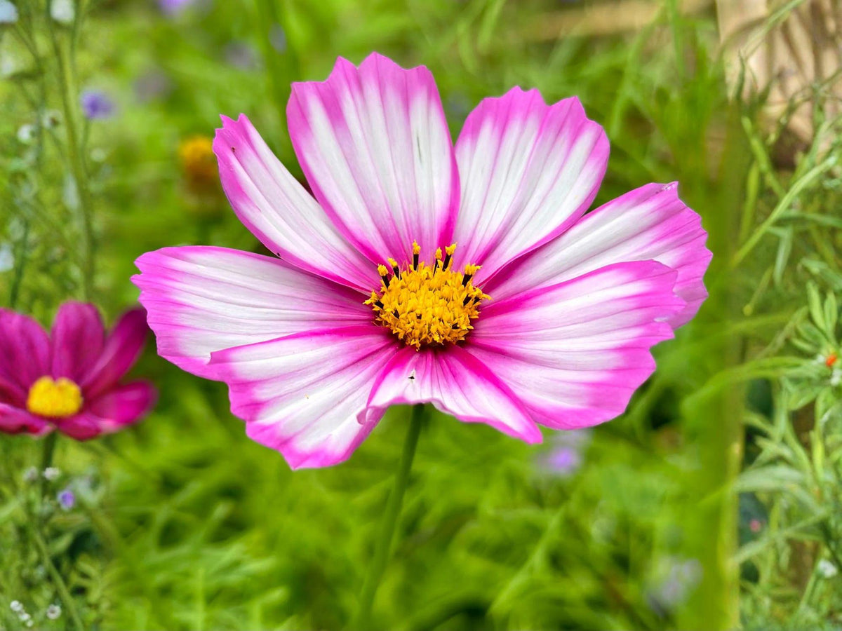 Cosmos Picotee Flower Seeds – 100 Bicolor White Pink Edged Blooms