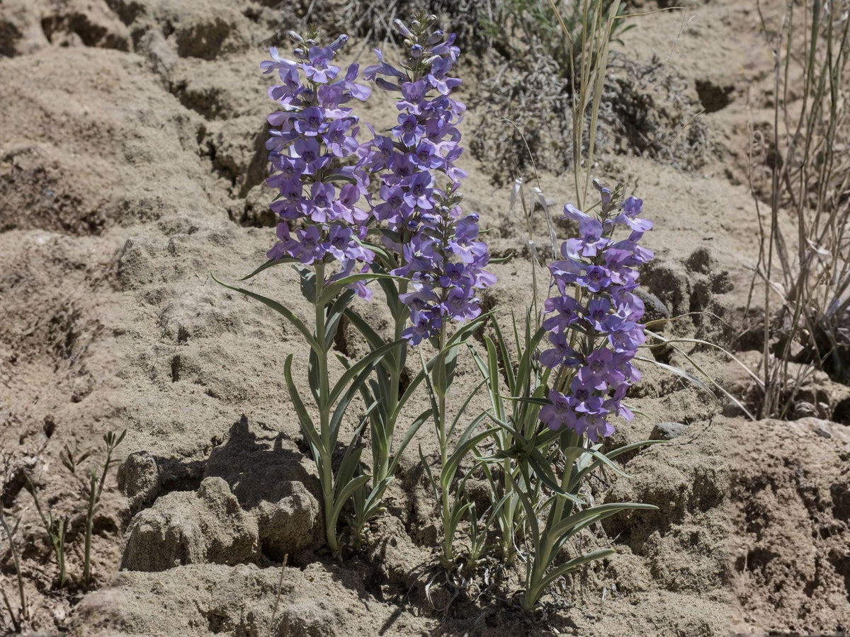 Pagoda Penstemon Seeds – 50 Native Wildflower Seeds, Lavender Blooms