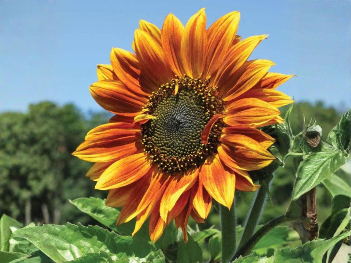 Autumn Beauty Sunflower Seeds – 15 Heirloom Mixed Color Seeds for Planting