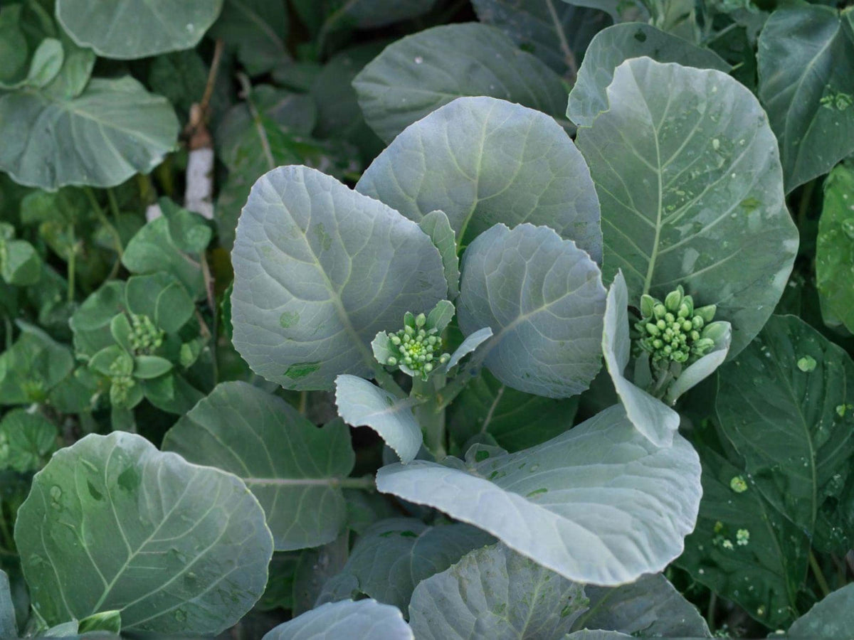 Wan Shen Kailan Seeds – 300 Chinese Broccoli Seeds for Planting
