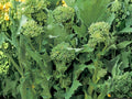 Broccoli Raab Seeds – Spring Rapini Italian Greens (300 Seeds)