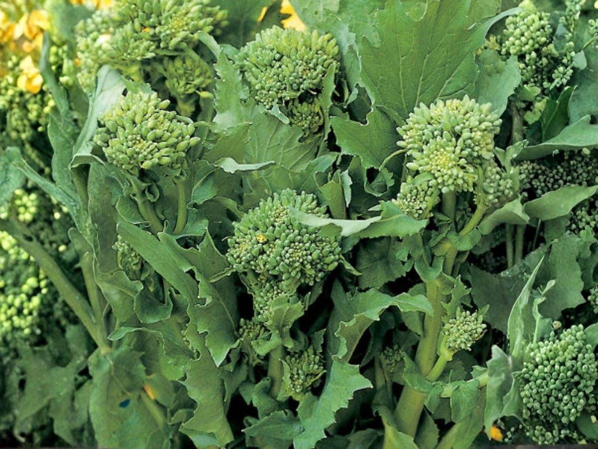 Broccoli Raab Seeds – Spring Rapini Italian Greens (300 Seeds)