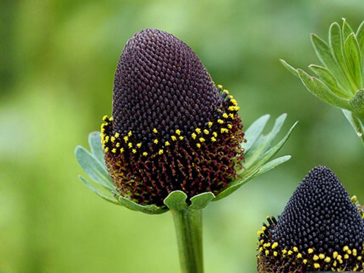 Rudbeckia Occidentalis 75 Seeds – Western Coneflower Native Wildflower for Pollinator Gardens