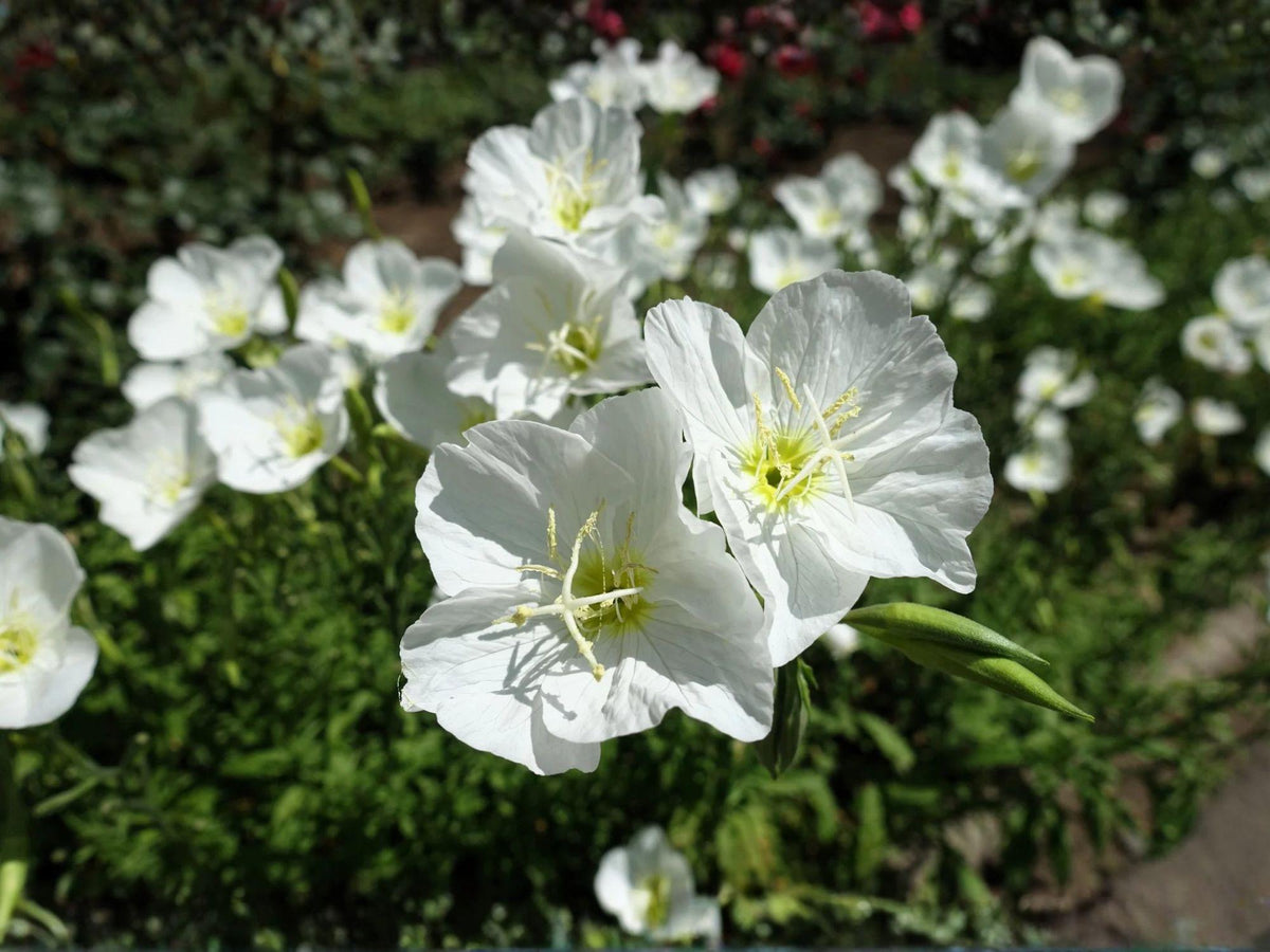Oenothera Pallida 100 Seeds – Pale Evening Primrose White Drought Tolerant Perennial