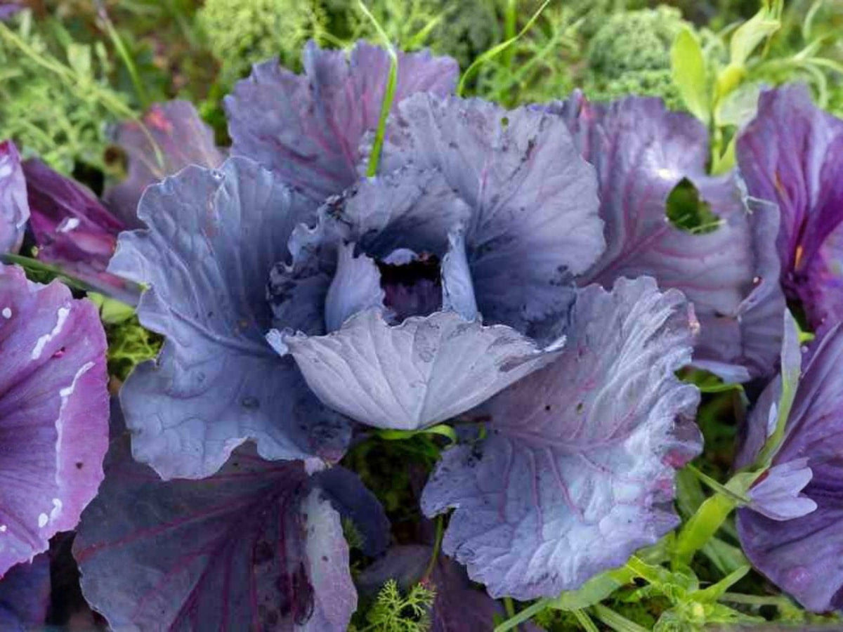 Red Acre Cabbage Seeds – 500 Heirloom Purple Vegetable Garden Seeds