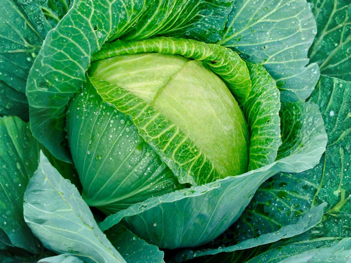Golden Acre Cabbage Seeds – 500 Heirloom Green Vegetable Garden Seeds
