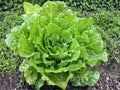 Kogane Napa Cabbage Seeds – 300 Chinese Vegetable Garden Seeds