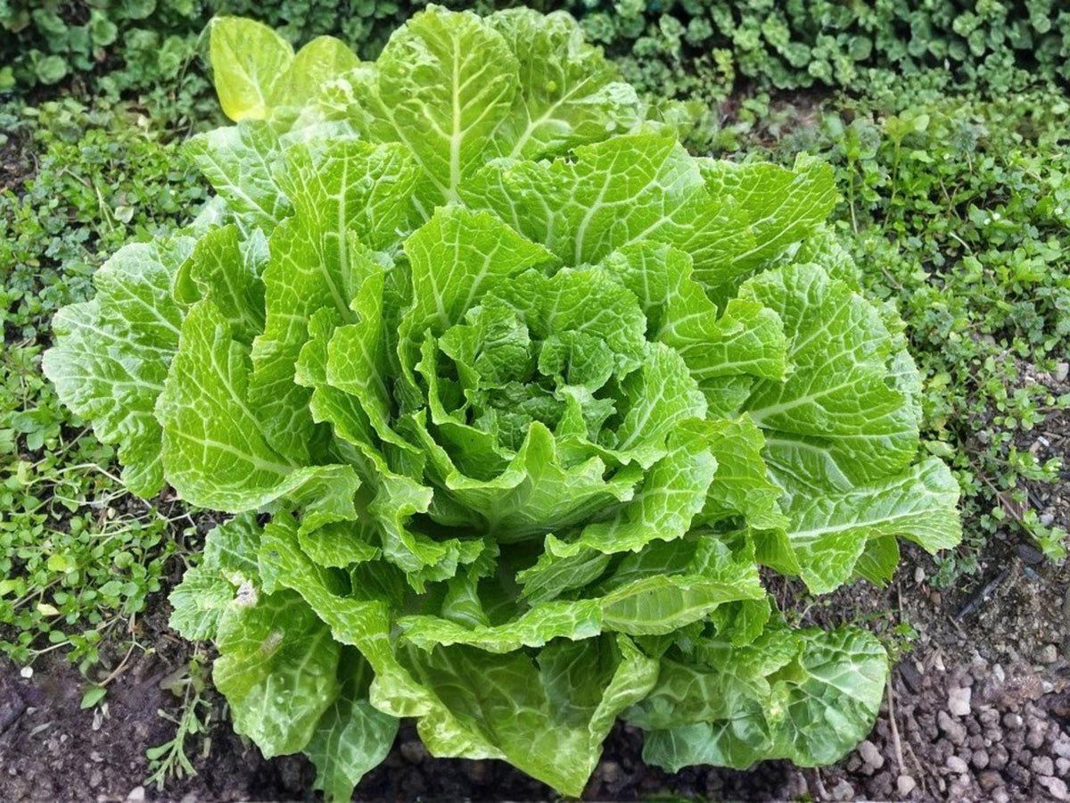 Kogane Napa Cabbage Seeds – 300 Chinese Vegetable Garden Seeds