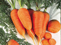 Scarlet Nantes Carrot Seeds – 500 Heirloom Sweet Crisp Root Vegetable for Spring & Fall Gardens