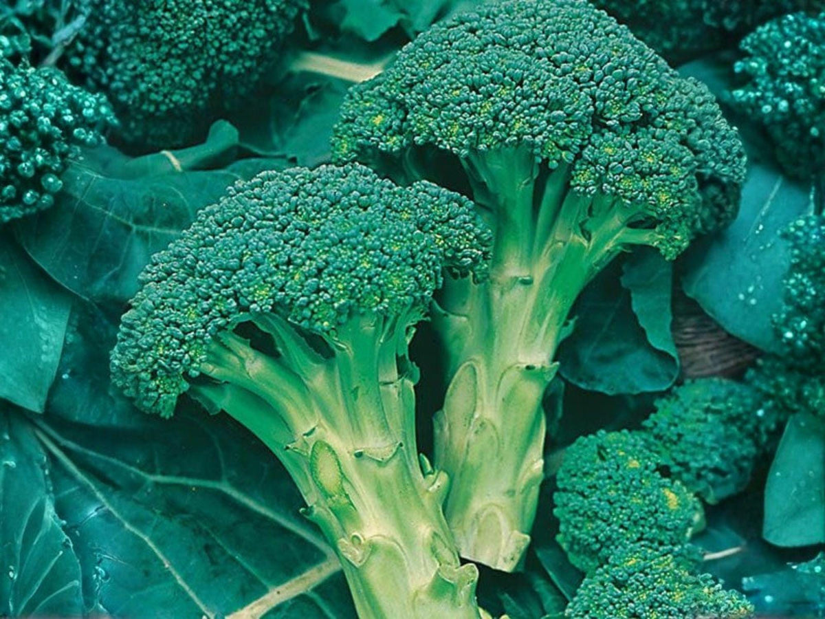 Green Sprouting Calabrese Broccoli Seeds – 500 Heirloom Italian Broccoli Seeds for Spring & Fall Gardens