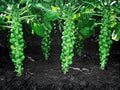 Long Island Improved Brussels Sprouts Seeds – 500 Heirloom Cold Hardy Fall Vegetable Seeds