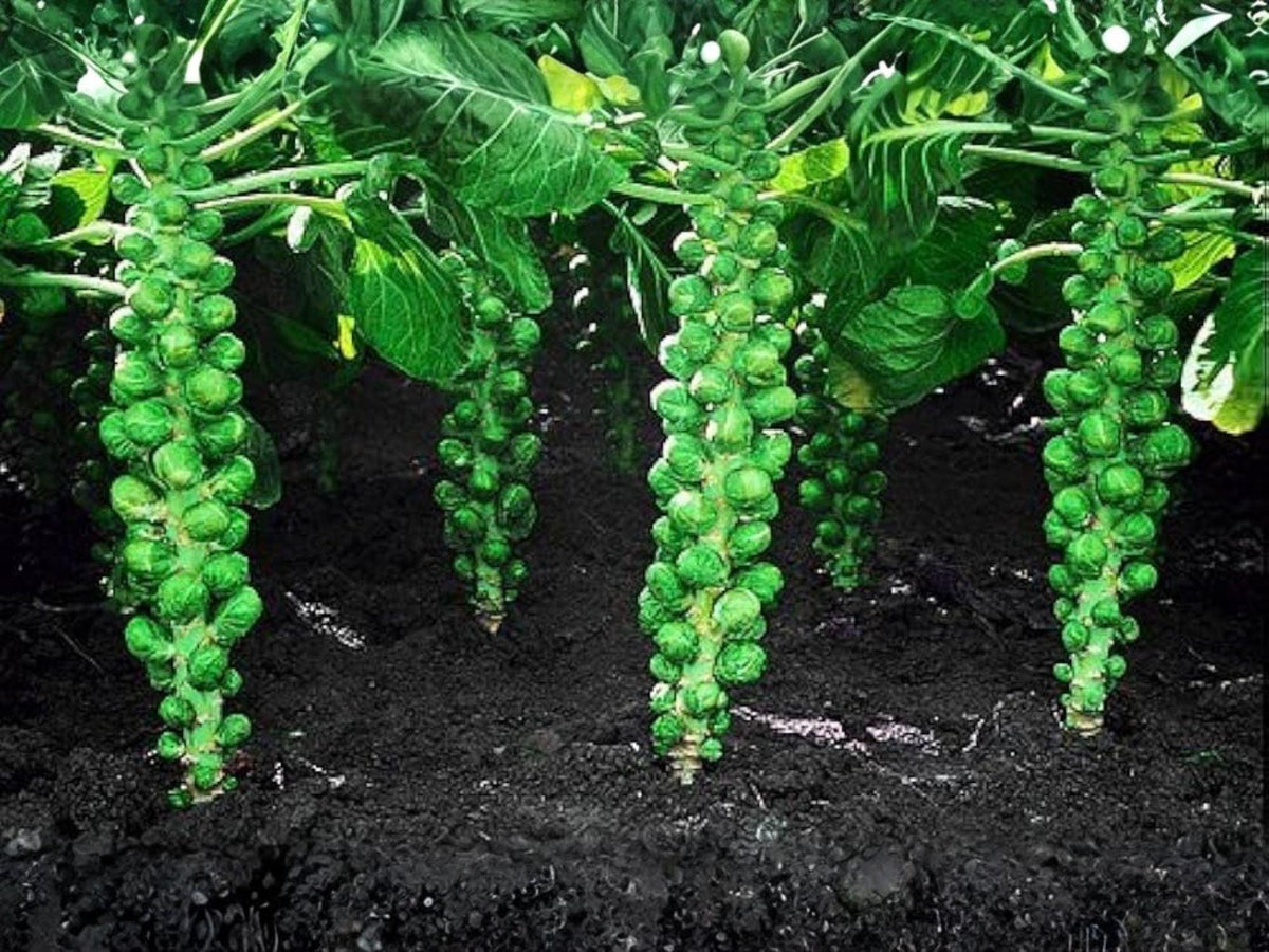Long Island Improved Brussels Sprouts Seeds – 500 Heirloom Cold Hardy Fall Vegetable Seeds