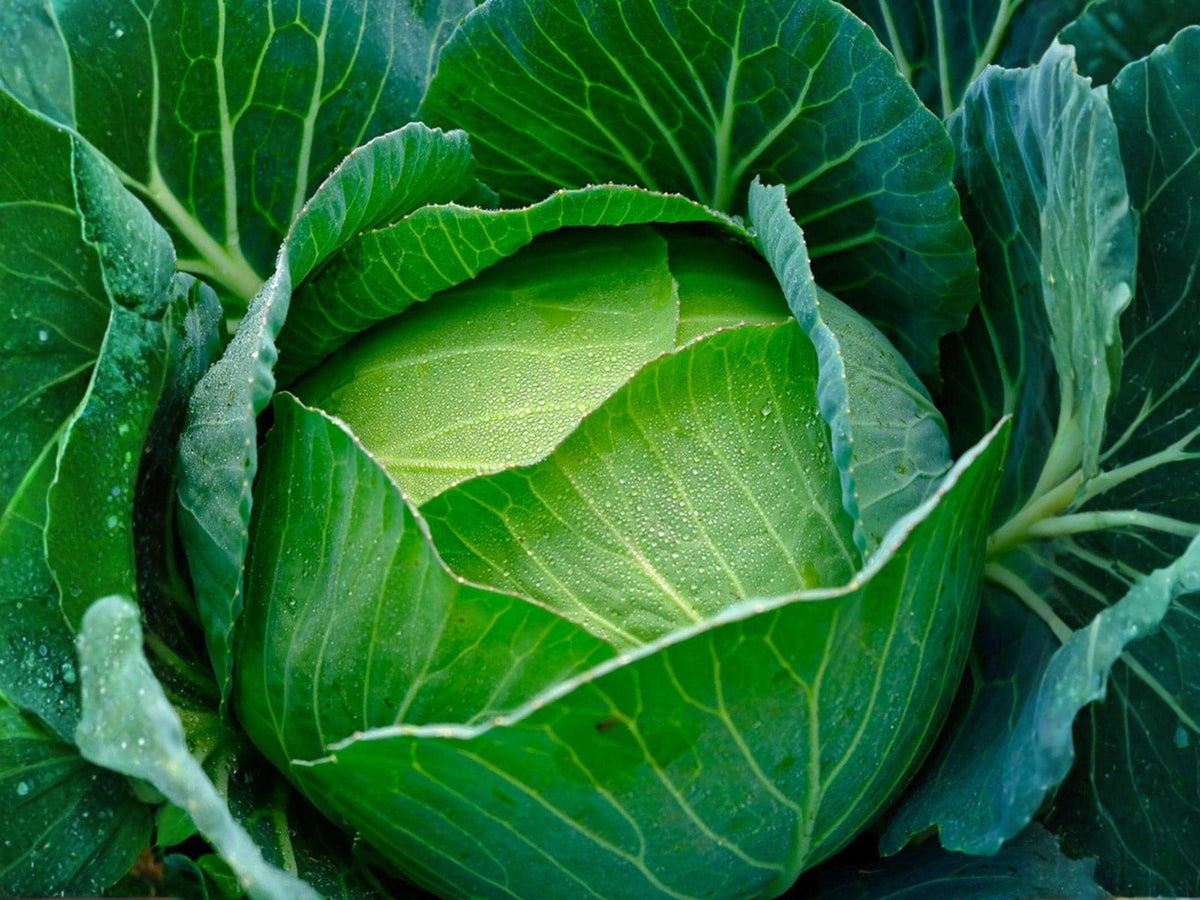 Copenhagen Market Cabbage Seeds – 500 Heirloom Seeds for Early Harvest