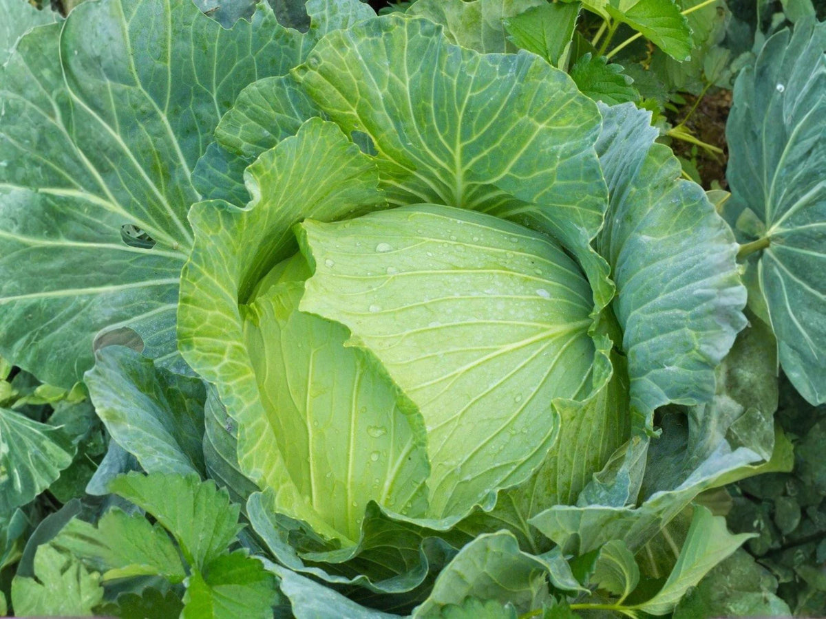 Early Jersey Wakefield Cabbage Seeds – 500 Heirloom Seeds for Planting
