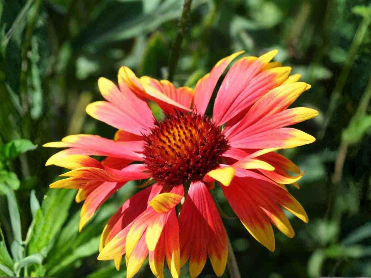 Gaillardia aristata 25 Seeds – Meriwether Blanketflower Native Wildflower