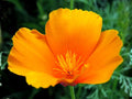 California Poppy Seeds – 50 Orange Eschscholzia Californica Wildflower Seeds for Pollinator Gardens