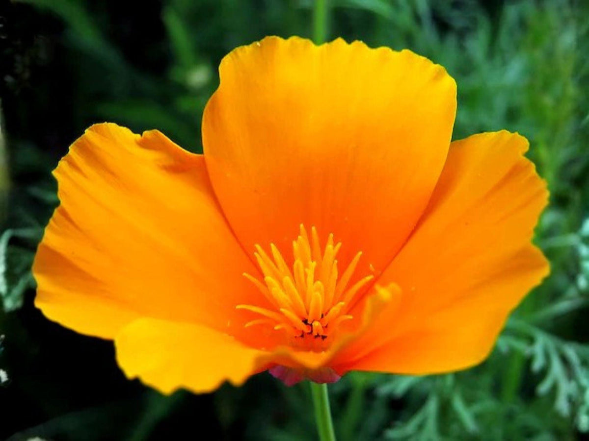 California Poppy Seeds – 50 Orange Eschscholzia Californica Wildflower Seeds for Pollinator Gardens