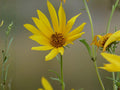 Helianthus Nuttallii 20 Seeds – Marsh Sunflower Native Tall Yellow Wildflower
