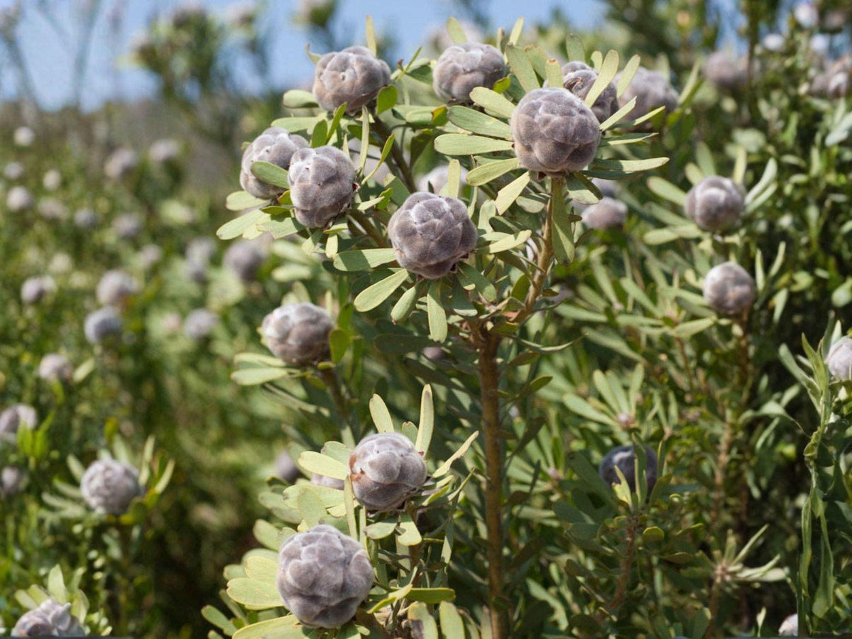 Leucadendron Pubescens 5 Seeds – Rare South African Protea Shrub, Drought Tolerant Evergreen