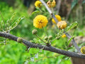 Acacia Nilotica Seeds – Gum Arabic Tree, Egyptian Thorn Babul (5 Seeds)