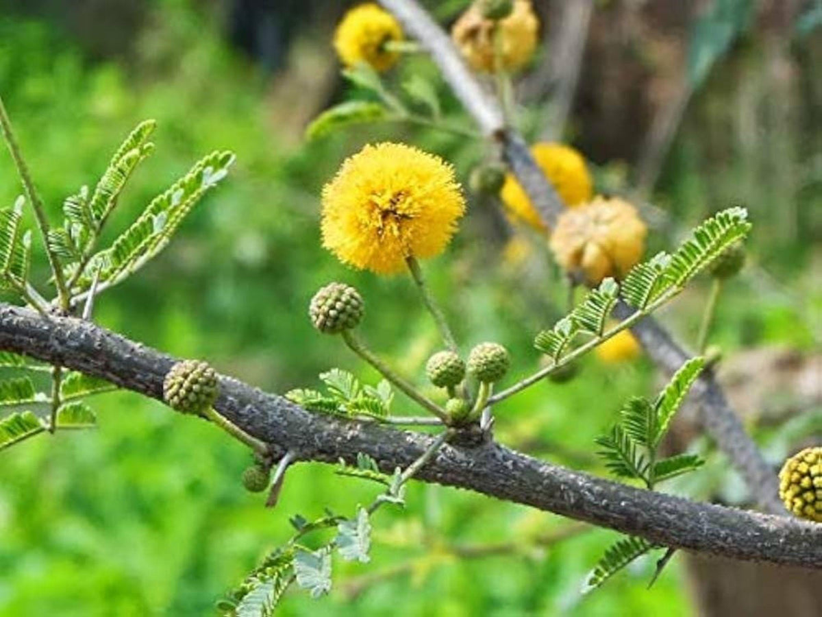 Acacia Nilotica Seeds – Gum Arabic Tree, Egyptian Thorn Babul (5 Seeds)
