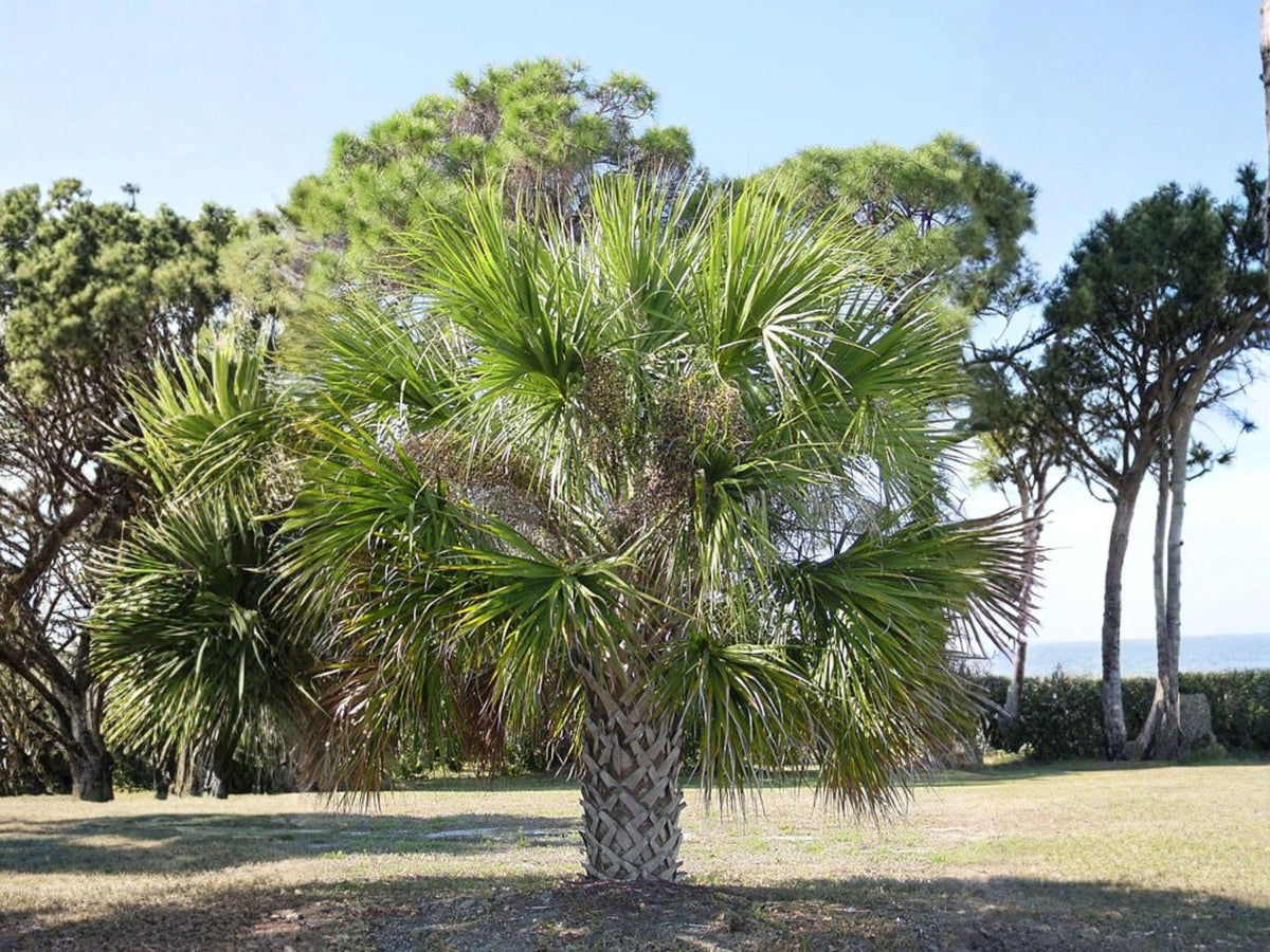 Sabal Palmetto Seeds – Hardy Cabbage Palm Tree, 5 Seeds for Planting