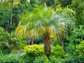 5 Pygmy Date Palm Seeds – Phoenix roebelenii Mini Tropical Indoor Outdoor Tree