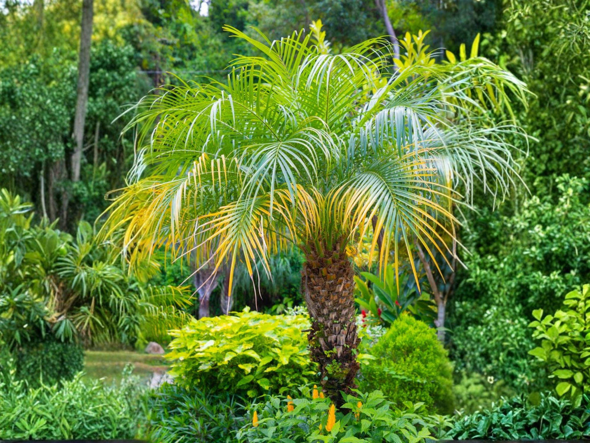 5 Pygmy Date Palm Seeds – Phoenix roebelenii Mini Tropical Indoor Outdoor Tree
