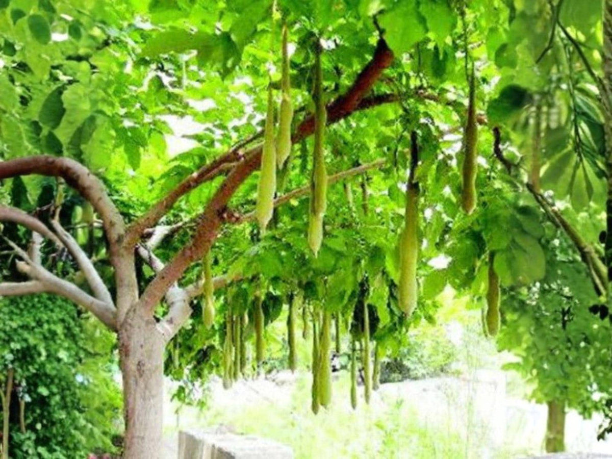 Gleditsia Sinensis 10 Seeds - Chinese Honeylocust Soap Bean Tree