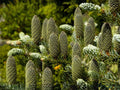 Abies Alba 10 Seeds – European Silver Fir Evergreen Conifer Tree for Landscape & Christmas
