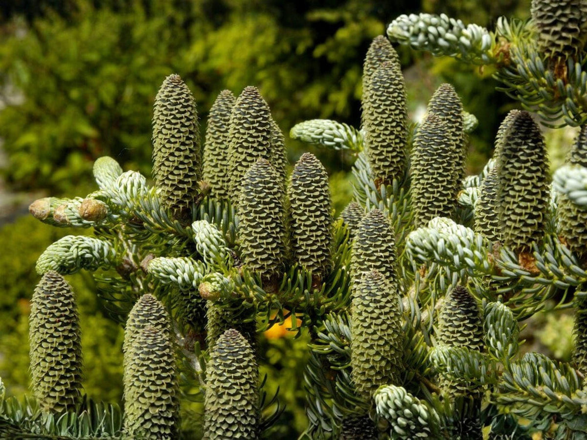 Abies Alba 10 Seeds – European Silver Fir Evergreen Conifer Tree for Landscape & Christmas