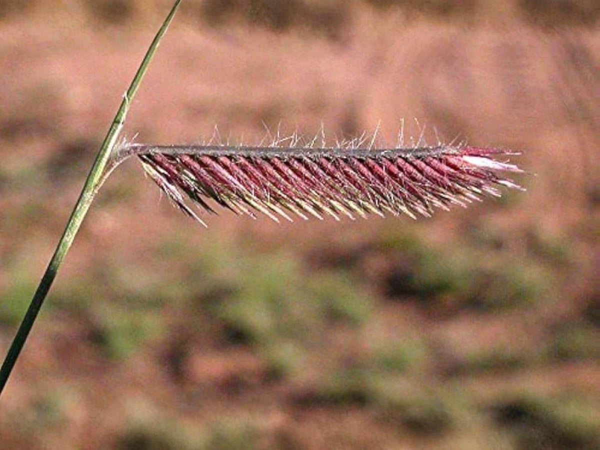 Blue Grama Grass Seeds – 100 Seeds Bouteloua Gracilis Drought Tolerant Native Ornamental Grass