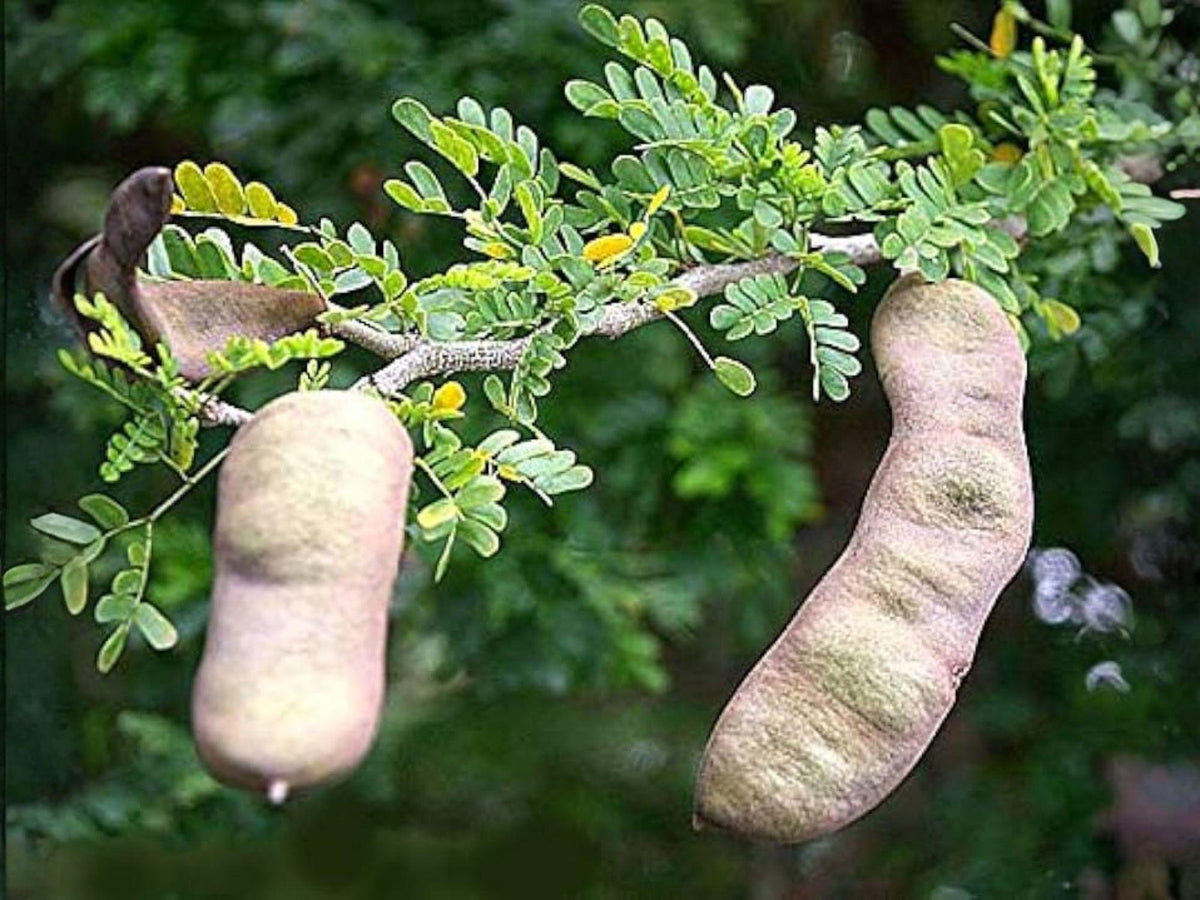 Pithecellobium Flexicaule 10 Seeds – Texas Ebony Tree, Thorny Drought Tolerant Evergreen for Desert Landscapes