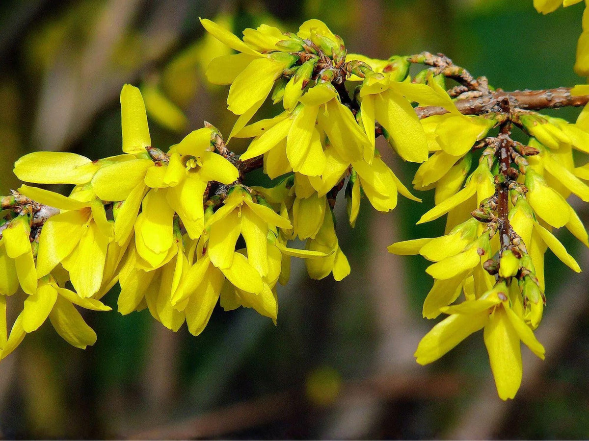 Forsythia Suspensa 10 Seeds - Golden Bell Weeping Forsythia Yellow Flowering Shrub