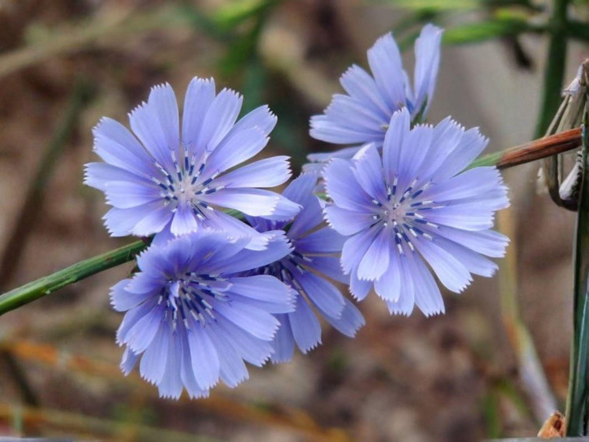 100 Organic Heirloom Blue Chicory Seeds - Cichorium intybus Flower Garden Planting