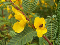 100 Partridge Pea Seeds Heirloom Non-GMO – Chamaecrista Fasciculata for Flower Garden