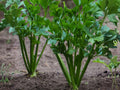 Chinese Celery Kintsai Seeds – Dark Green Asian Heirloom Herb (1000 Seeds)