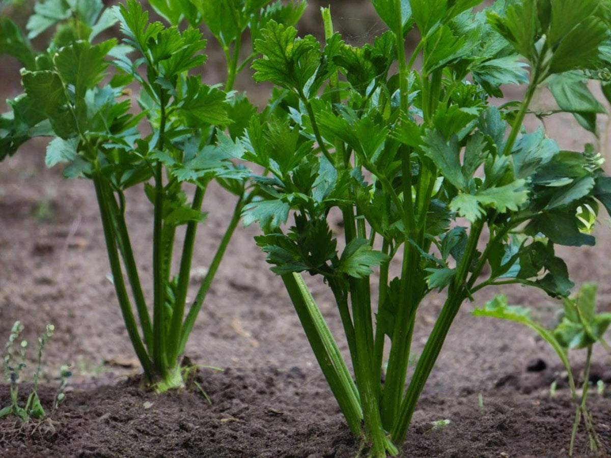 Chinese Celery Kintsai Seeds – Dark Green Asian Heirloom Herb (1000 Seeds)