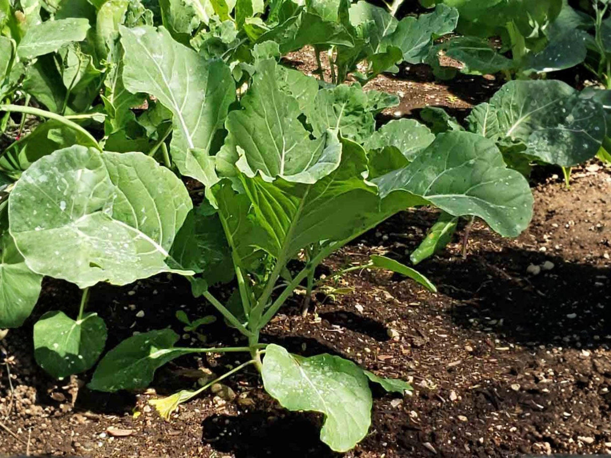 Vates Collard Seeds – 500 Heirloom Collard Greens – Cold Hardy Non-Heading Cabbage