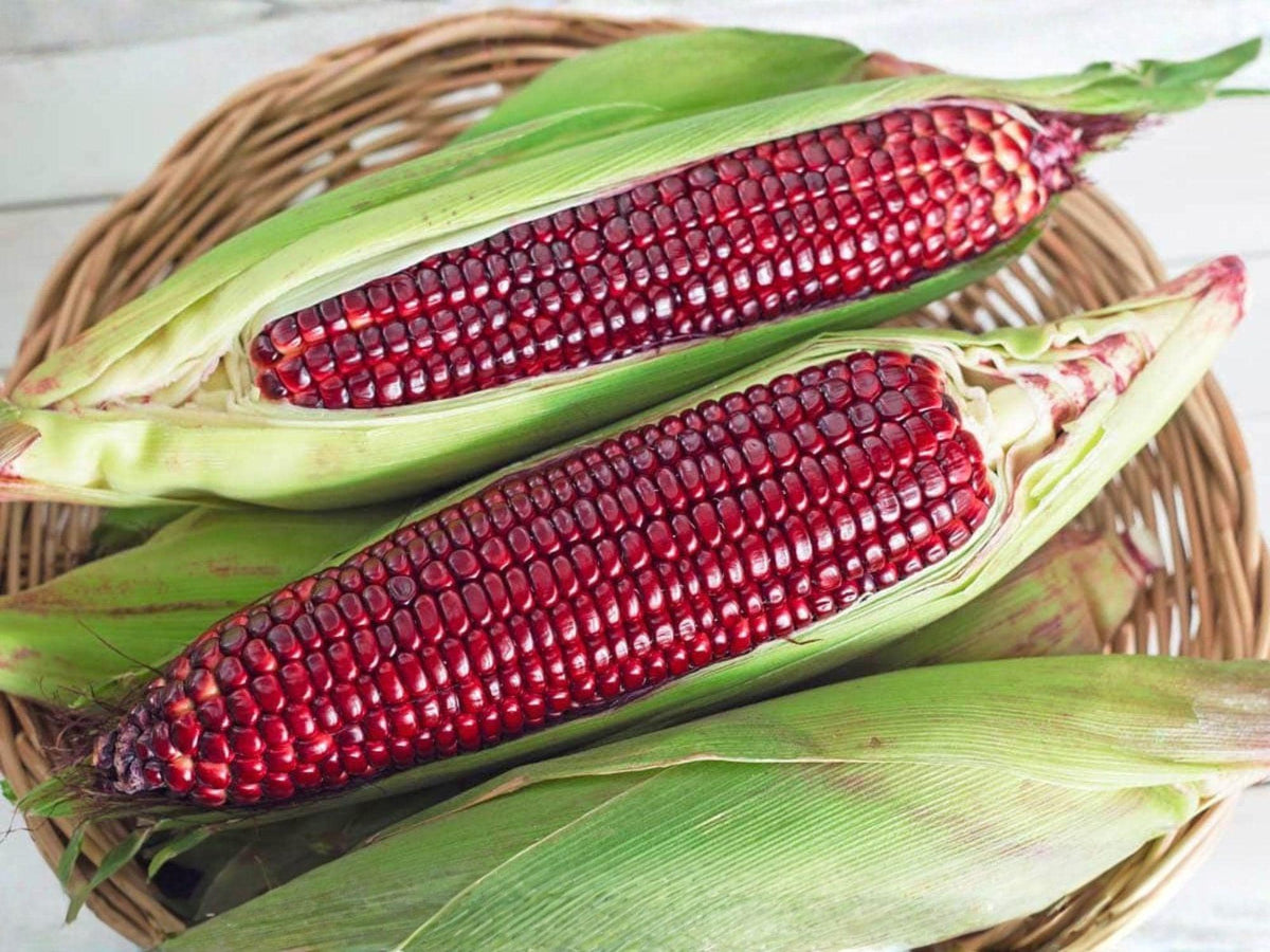 Bloody Butcher Corn Seeds – 50 Heirloom Red Dent Corn for Planting