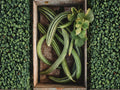 Chinese Snake Cucumber Seeds – Curved Asian Heirloom Variety (10 Seeds)