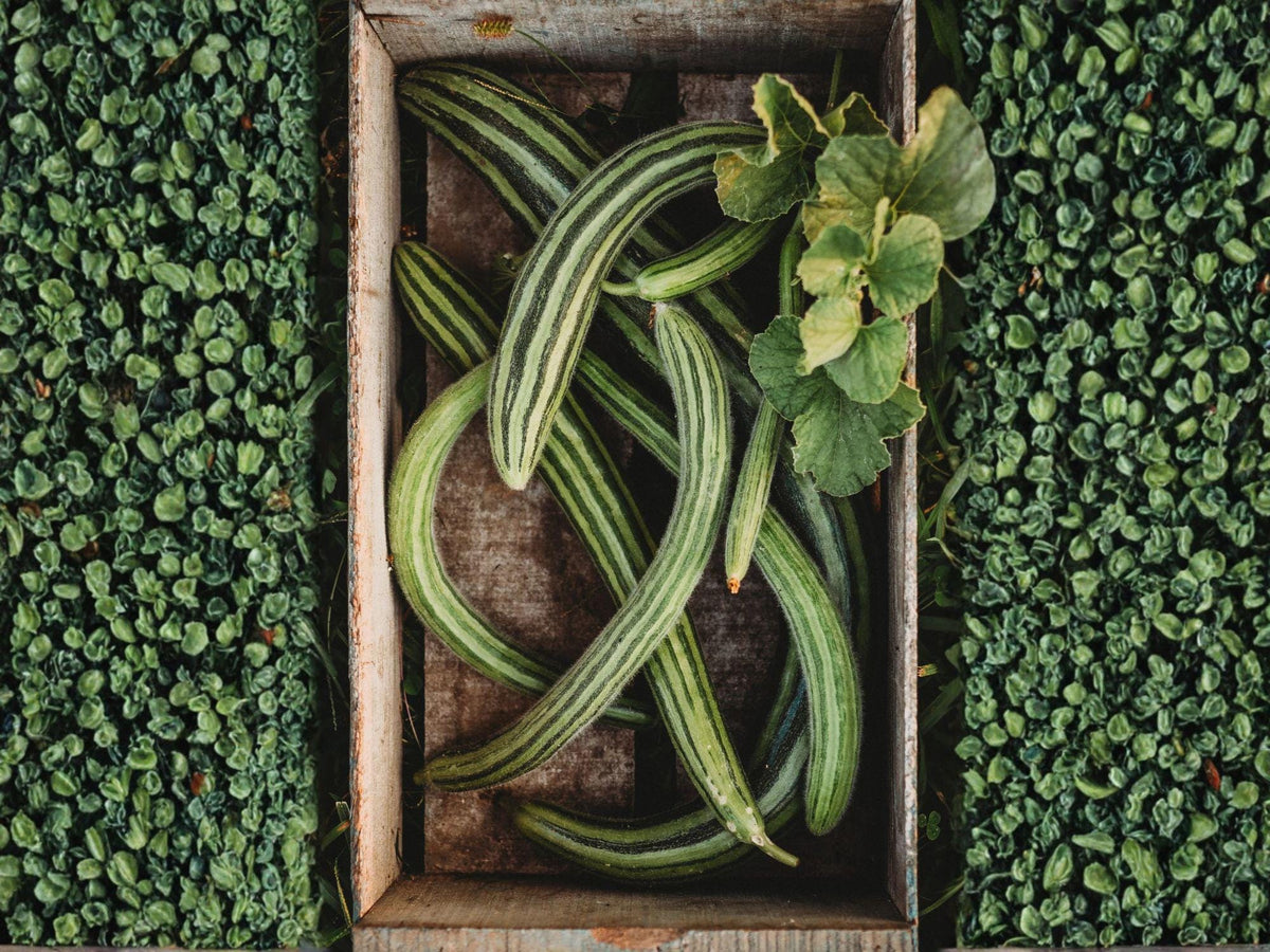 Chinese Snake Cucumber Seeds – Curved Asian Heirloom Variety (10 Seeds)