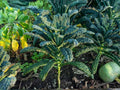 Lacinato Kale Seeds – Black Tuscan Heirloom, 500 Seeds for Planting