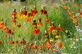 Prairie Coneflower Seeds 100 - Ratibida columnifera Native Wildflower for Pollinators