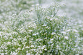 Baby's Breath Seeds 100 - Gypsophila elegans White Annual Cut Flower