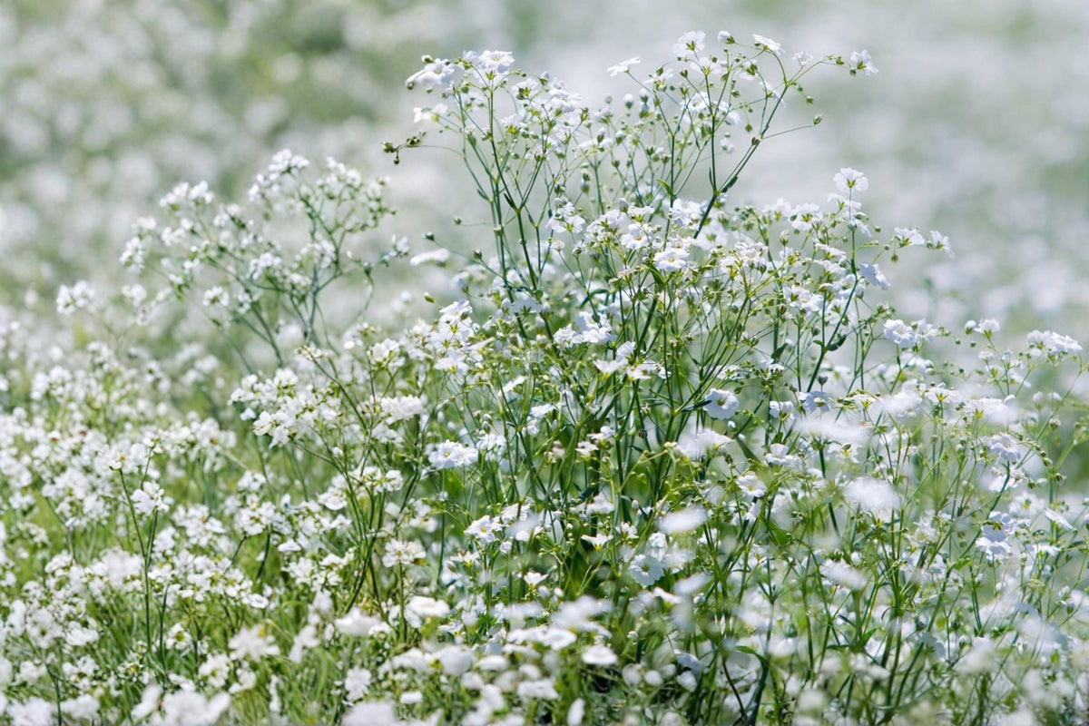 Baby's Breath Seeds 100 - Gypsophila elegans White Annual Cut Flower